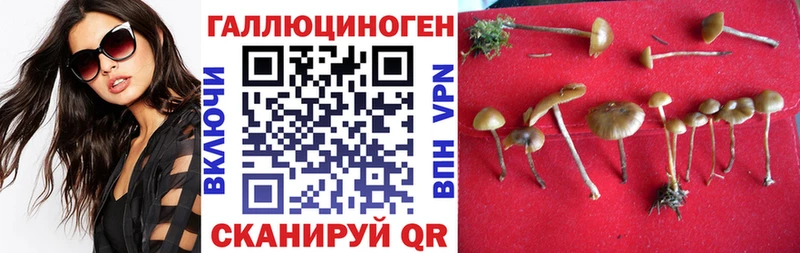 Псилоцибиновые грибы Cubensis  Лесной 
